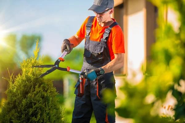 Premium Tree Trimming Service for Long-Lasting Tree Care