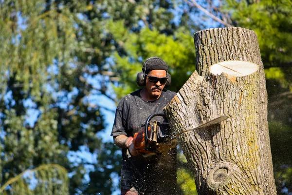 Why Choose a Tree Removal Company Near Me for Fast Service