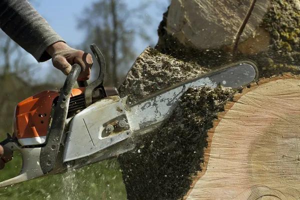 Shelton WA Tree Removal Solutions for Property Owners