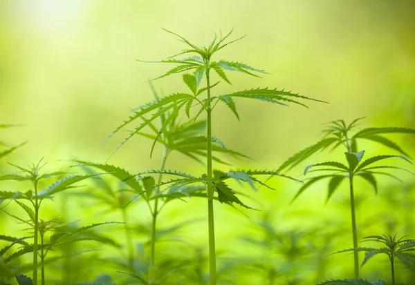 A Beginner’s Guide to Comparing Hemp Products
