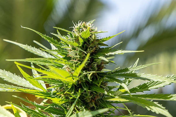 THCA Flower or THC Vape What Should You Buy First?