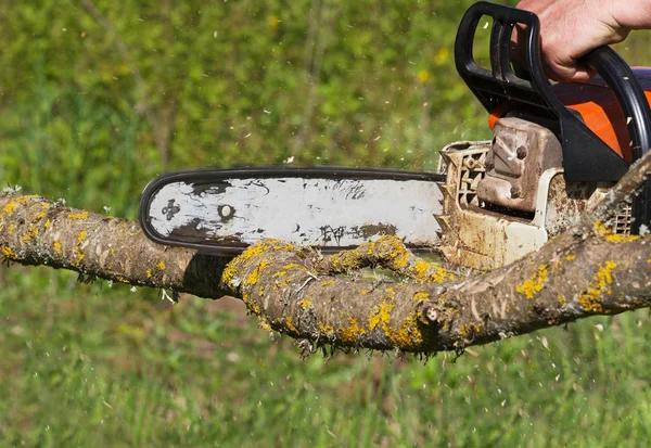 Choosing an Experienced Tree Removal Service for Peace of Mind